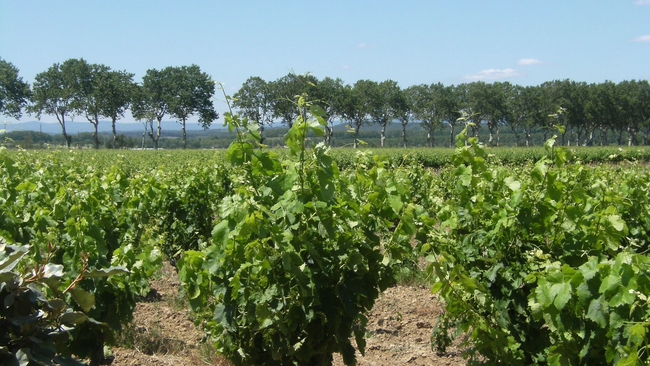 Photo of Others in Capestang