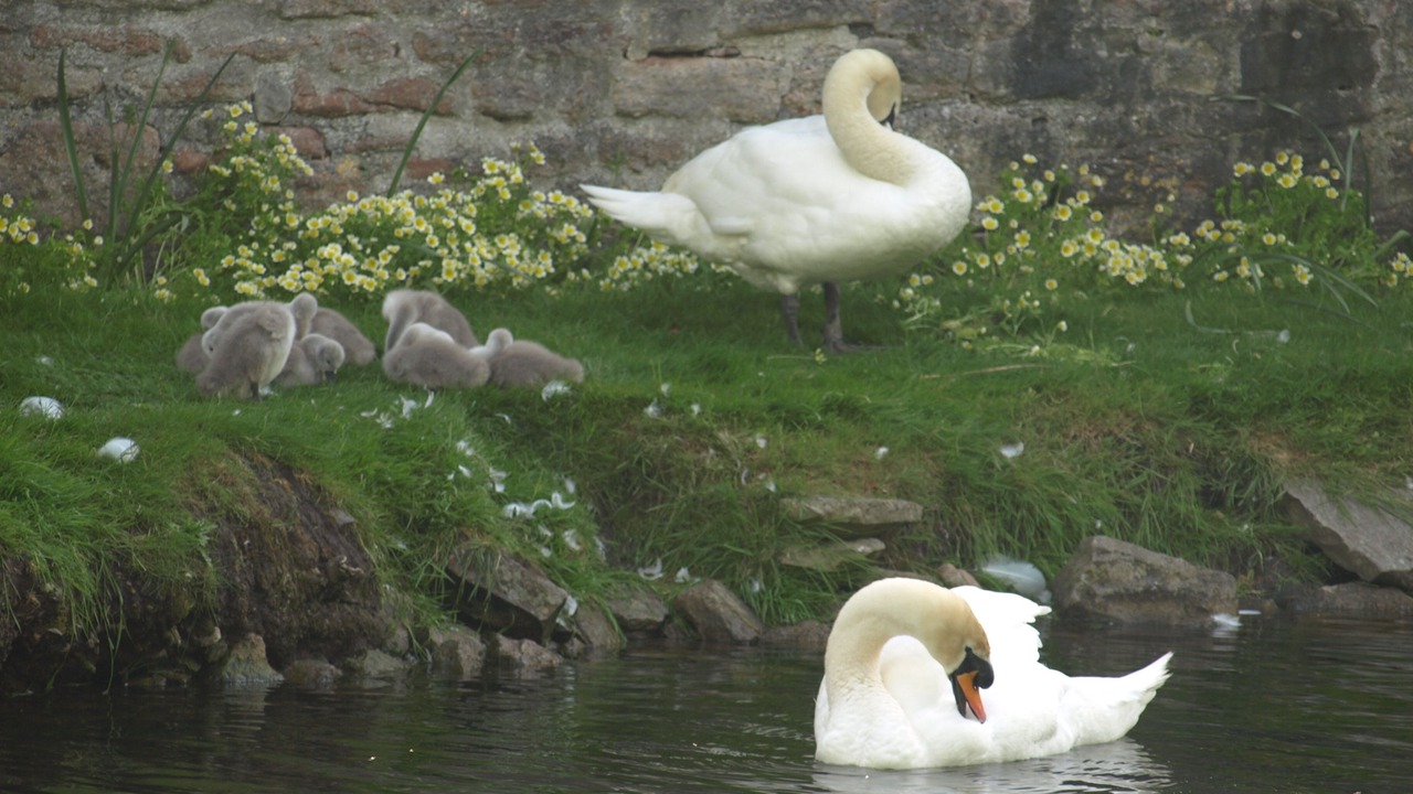 Photo of Others in Wells