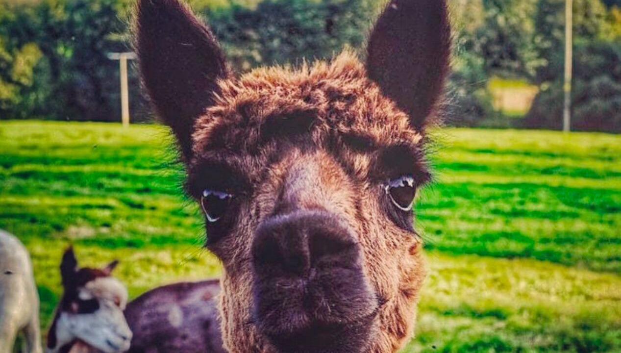 Photo of Others in Barnstaple