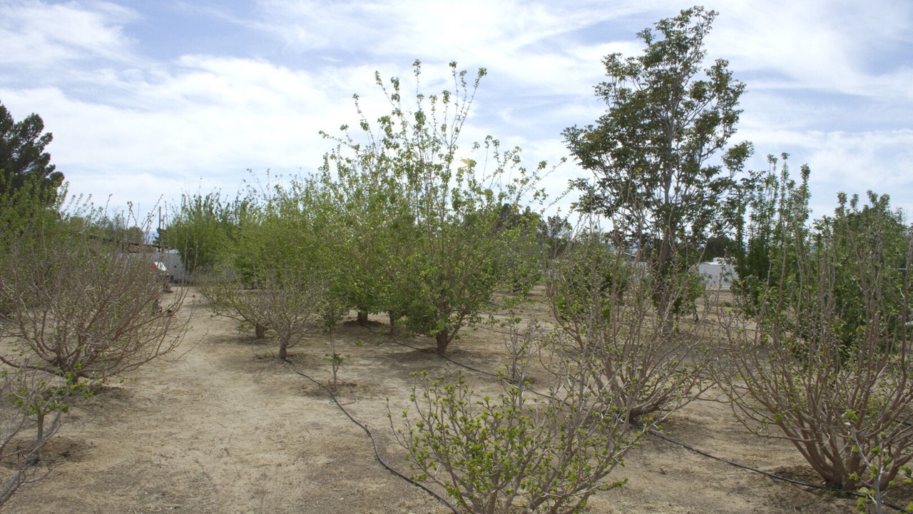 Photo of Others in Rosamond