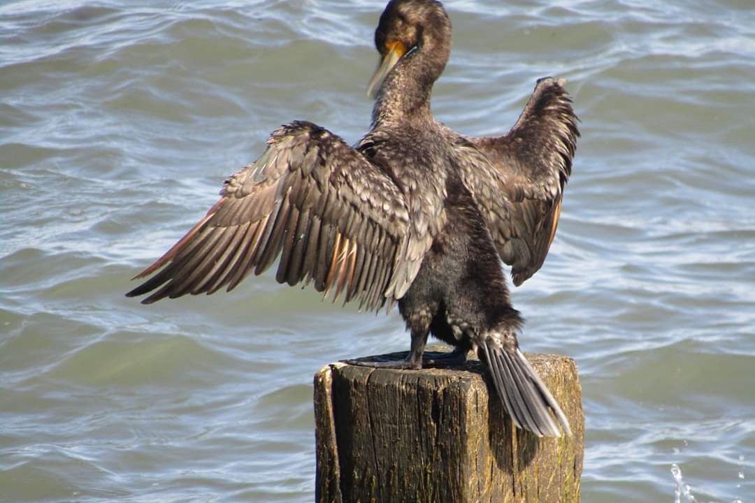 Photo of Others in Ventnor