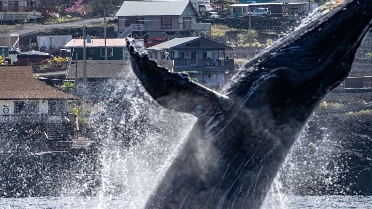 Photo of Others in Captain Cook