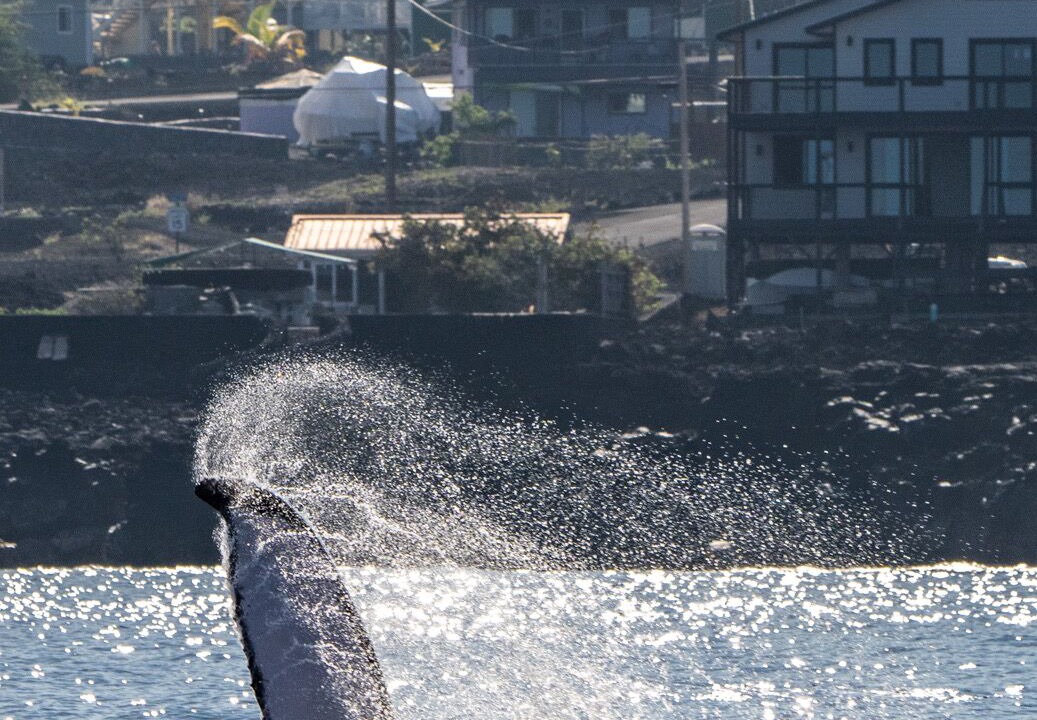 Photo of Others in Captain Cook