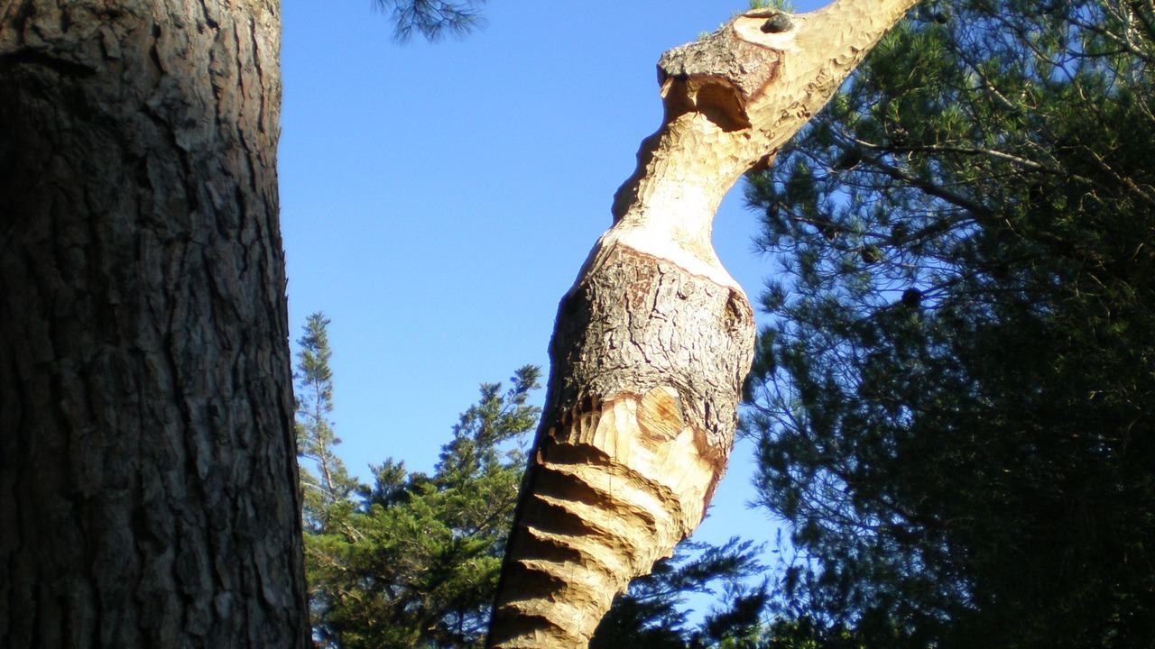 Photo of Outdoor in Sainte-Marie-la-Mer