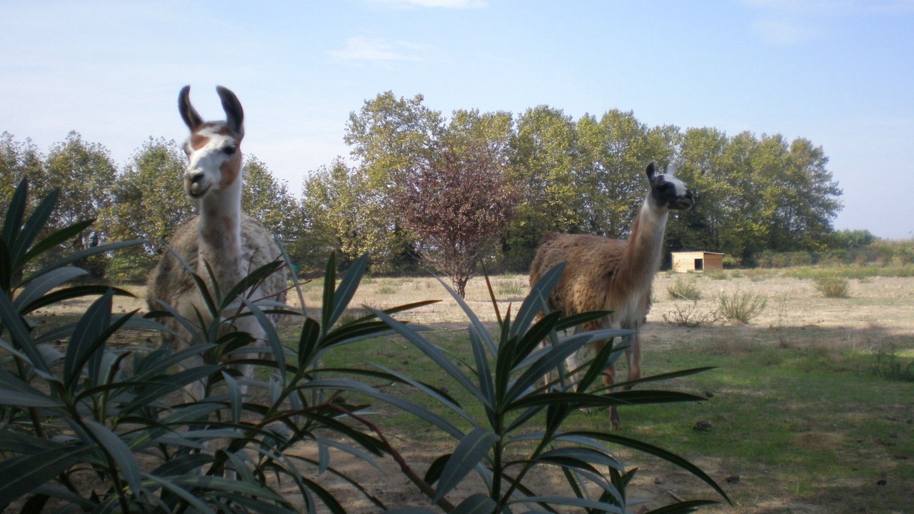 Photo of Outdoor in Sainte-Marie-la-Mer