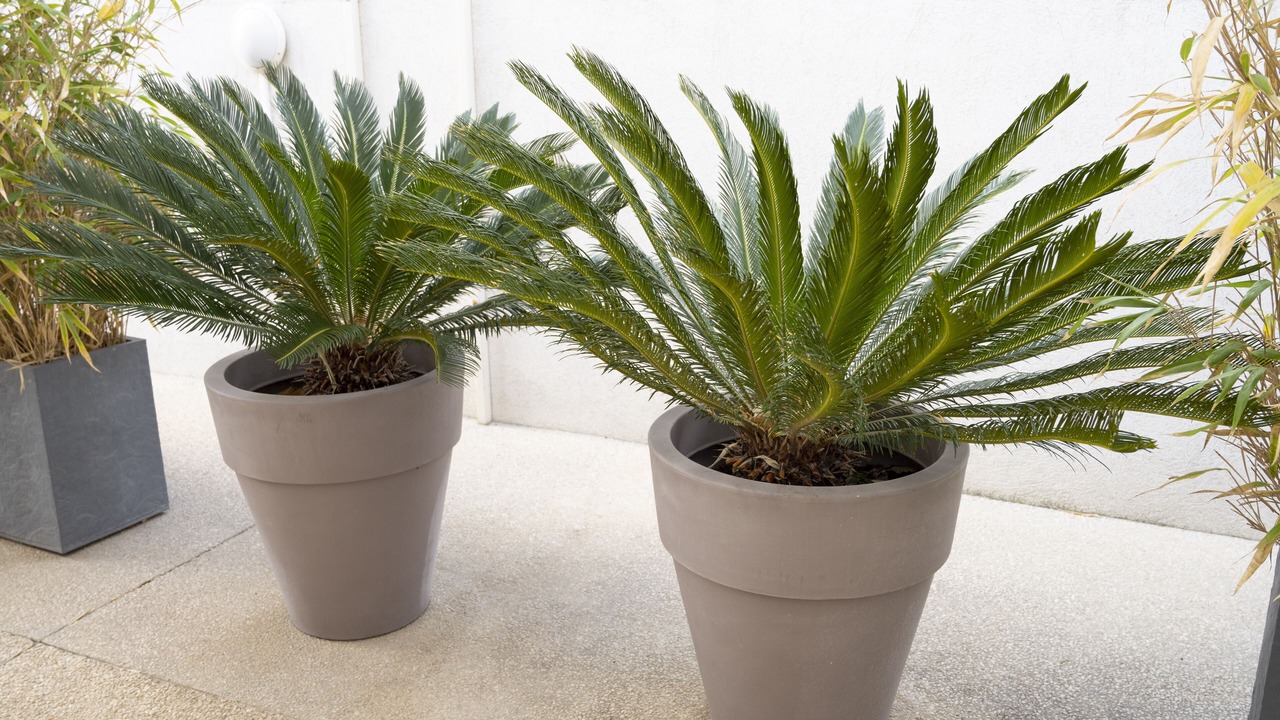 Photo of Patio Balcony in La Ciotat