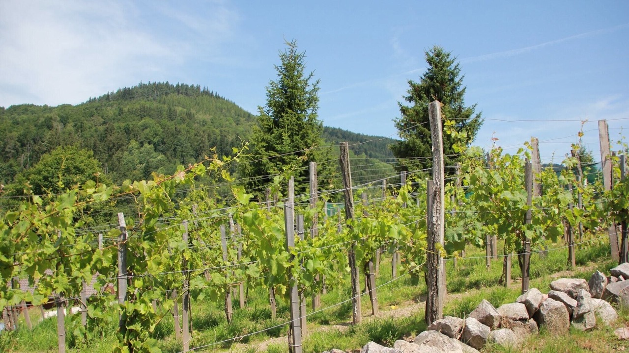 Photo of Outdoor in Le Thillot