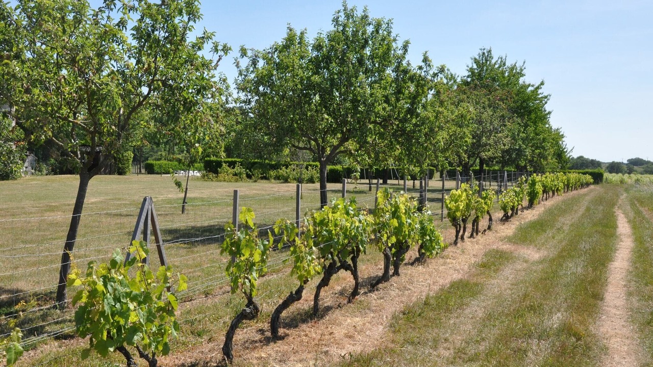 Photo of Others in Montrichard