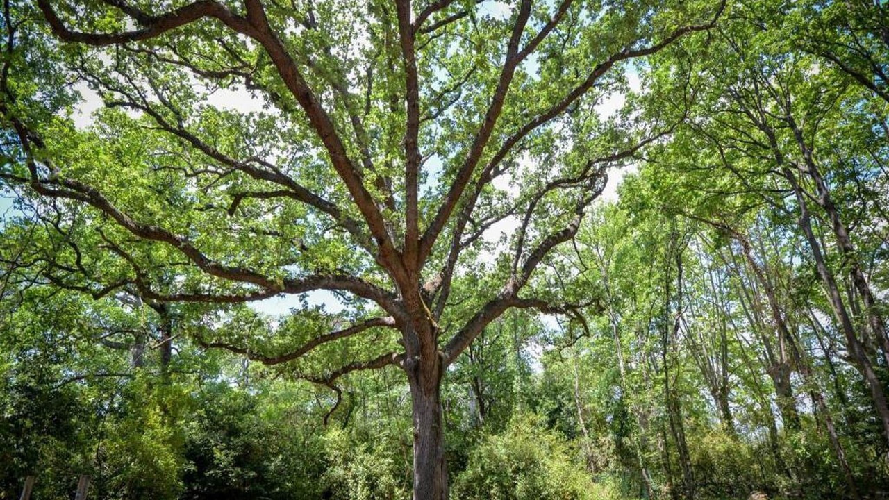 Photo of Others in Homps