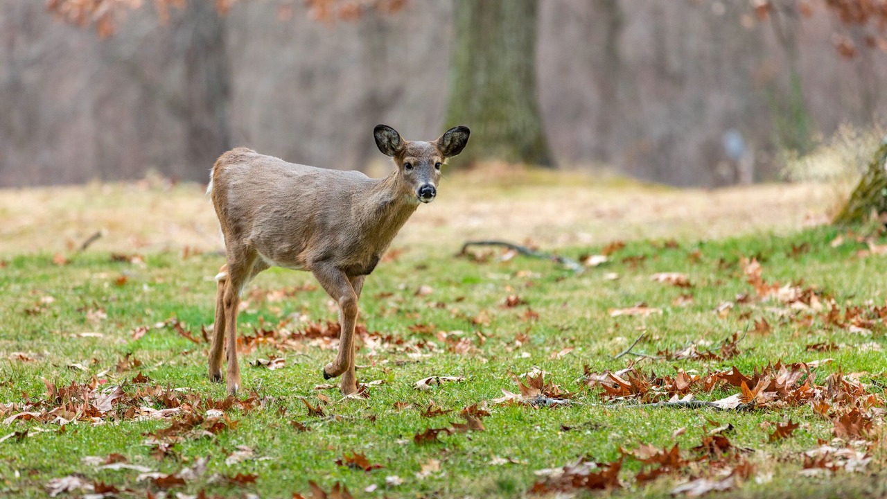 Photo of Outdoor in Treasure Lake