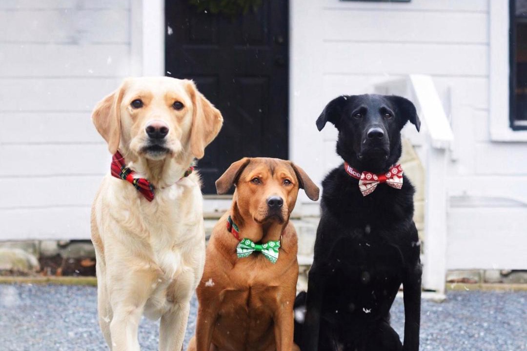 Photo of Others in Dorset