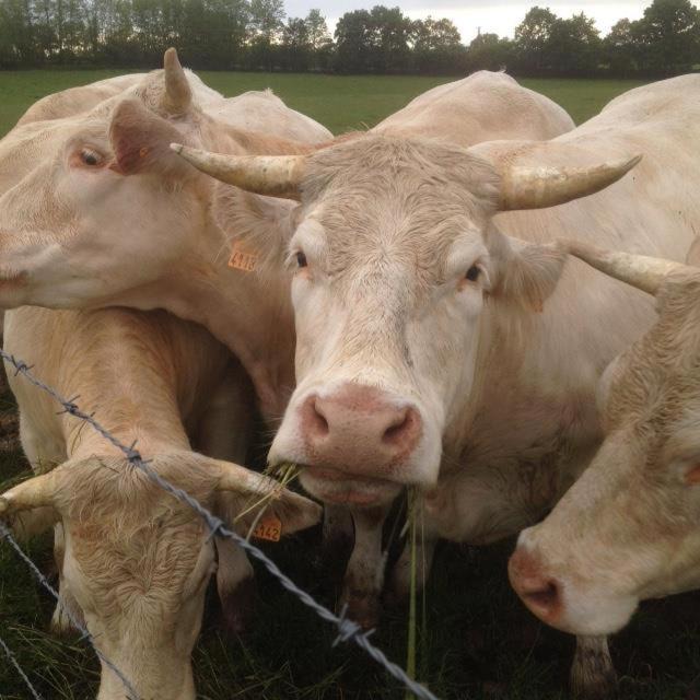 Photo of Others in Monetay-sur-Loire