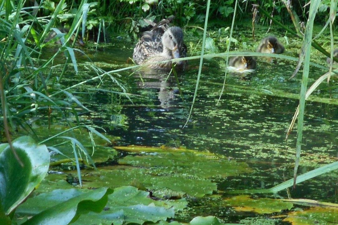 Photo of Others in Montreuil-le-Henri
