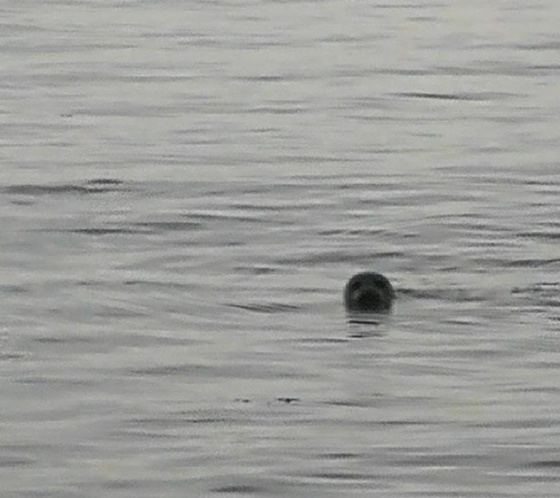 Photo of Human In Picture in Eriskay