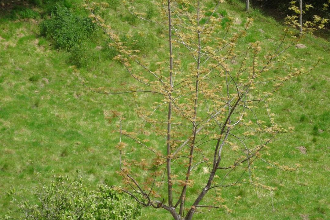 Photo of Outdoor in Saint-Just-en-Chevalet