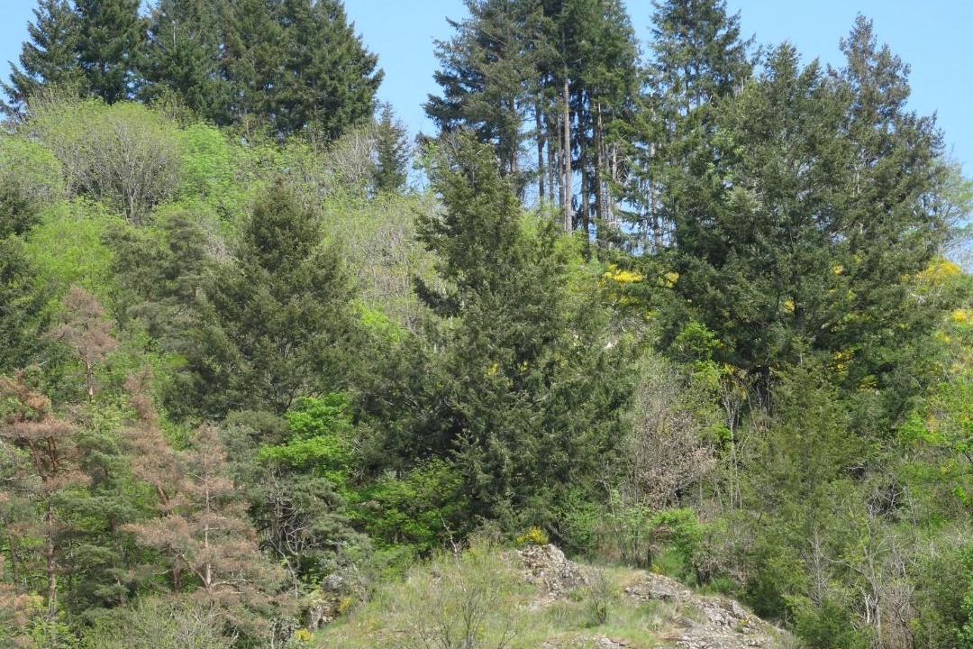 Photo of Others in Saint-Just-en-Chevalet