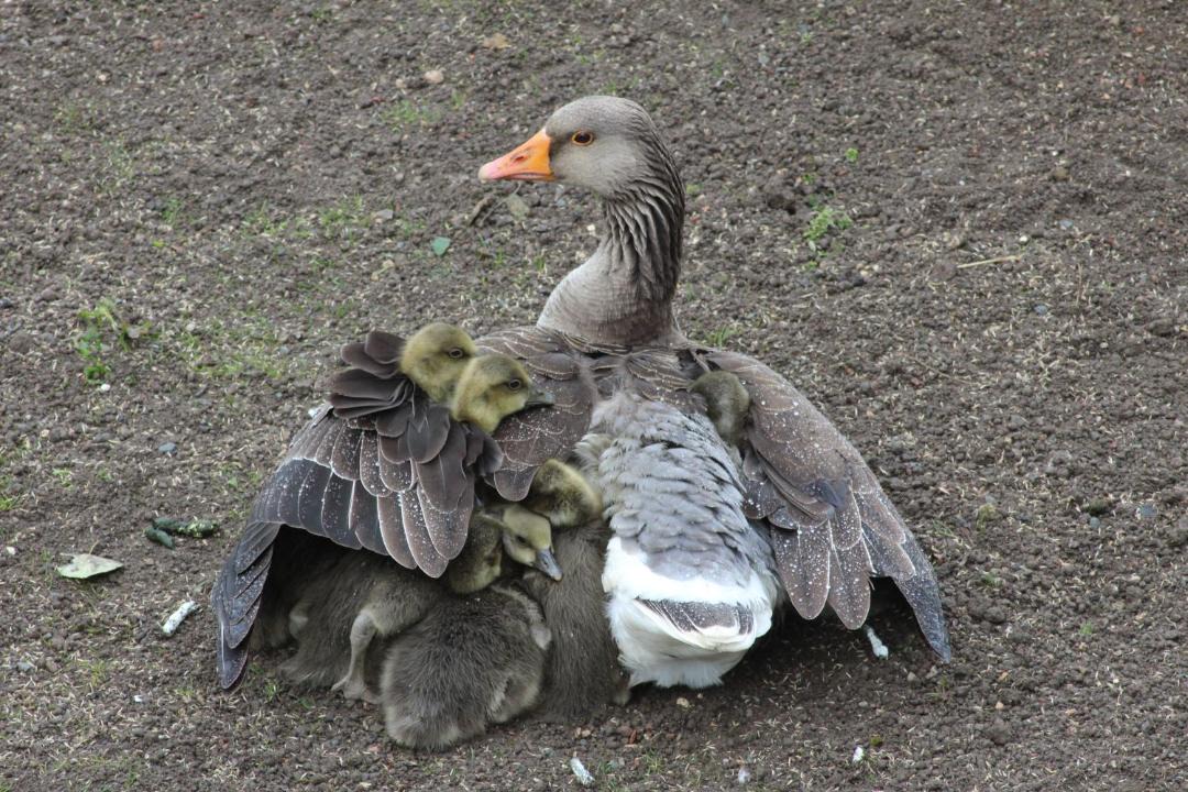 Photo of Others in Barton-upon-Humber