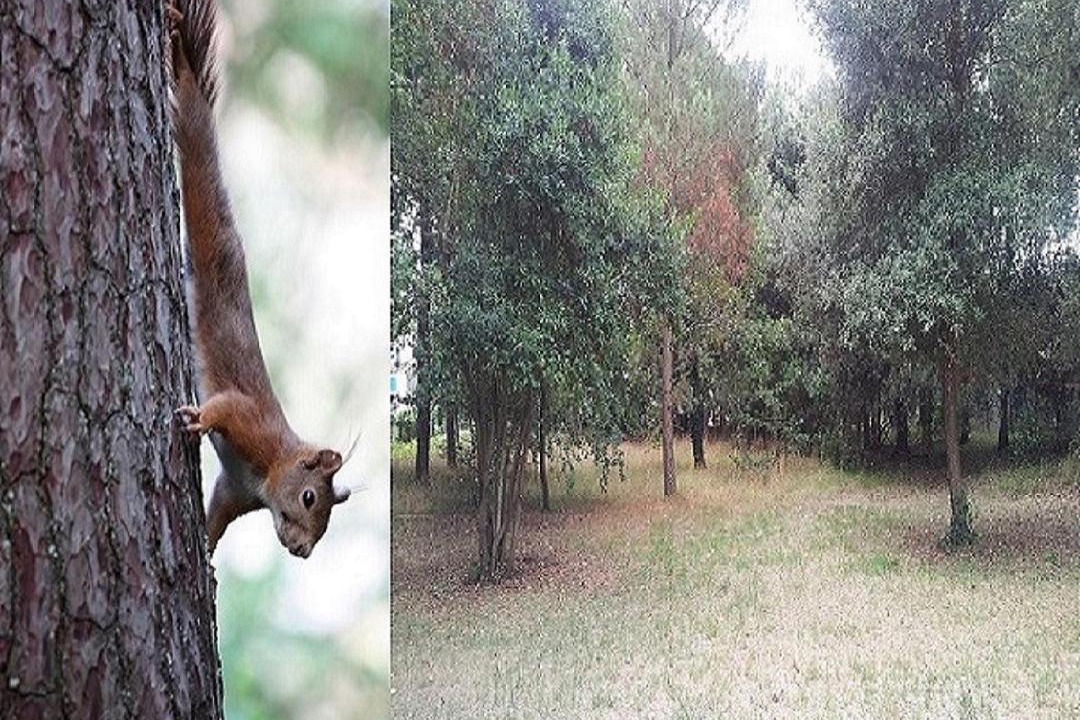 Photo of Others in Meschers-sur-Gironde