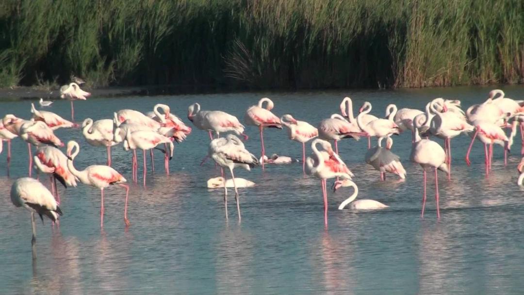 Photo of Others in Villeneuve-les-Maguelone