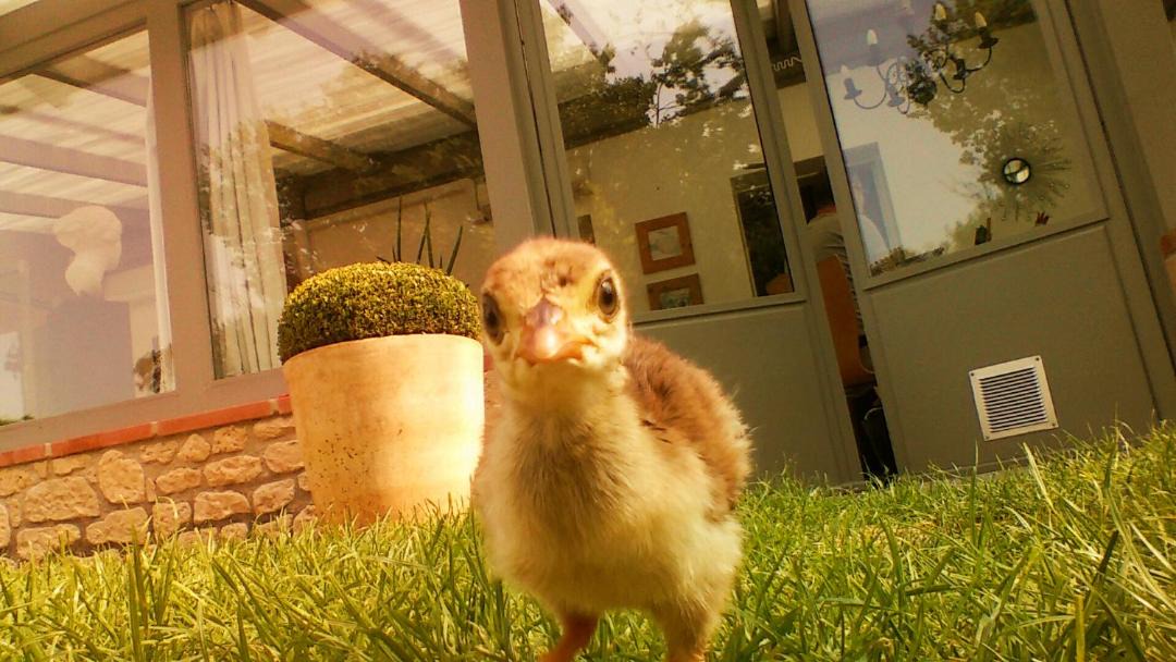 Photo of Others in Loubens-Lauragais