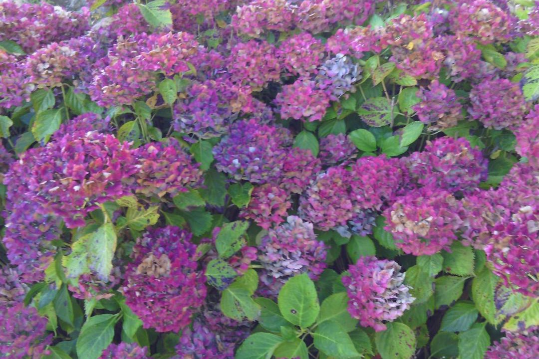 Photo of Outdoor in Ploubezre