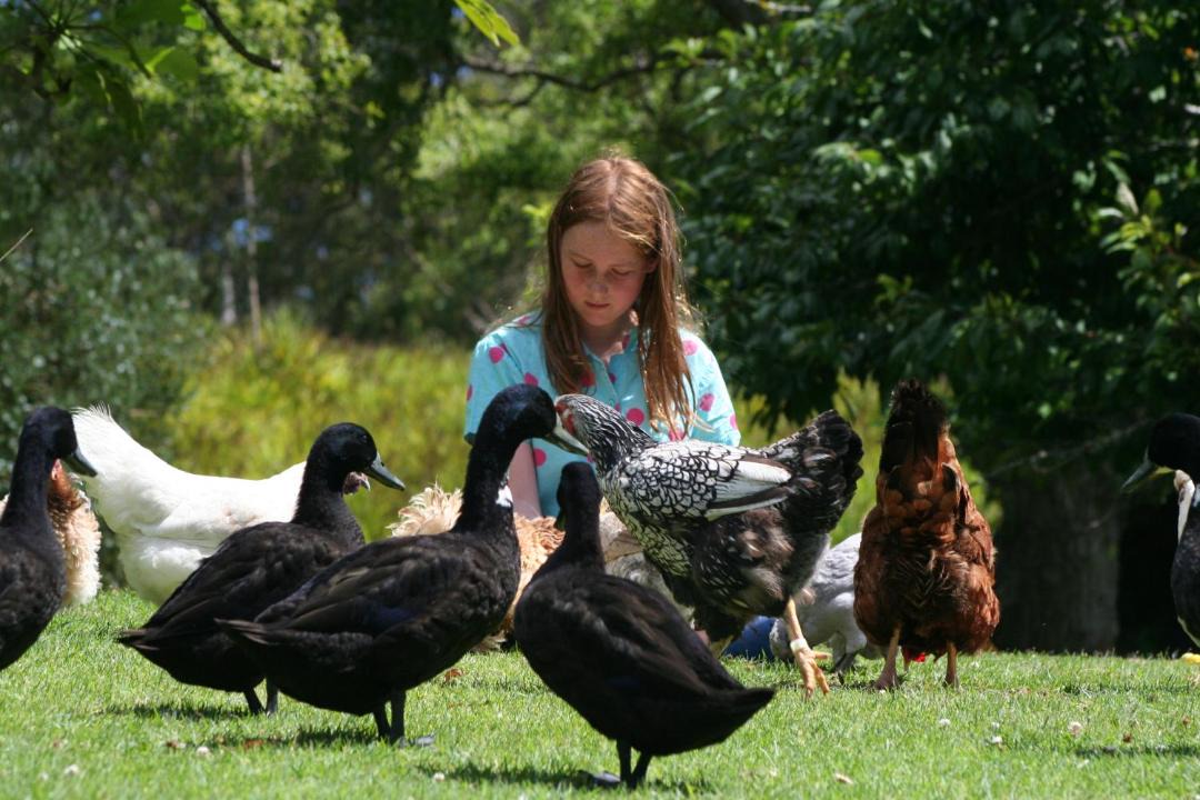Photo of Others in Pukenui