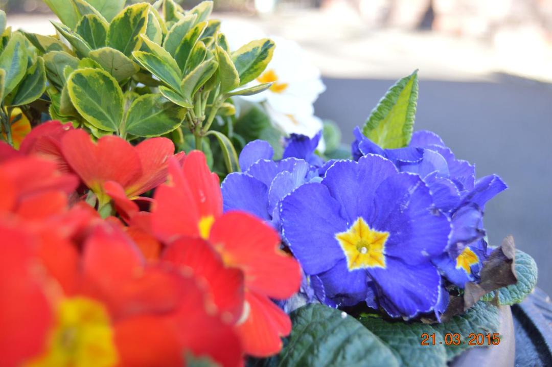 Photo of Others in Kippen