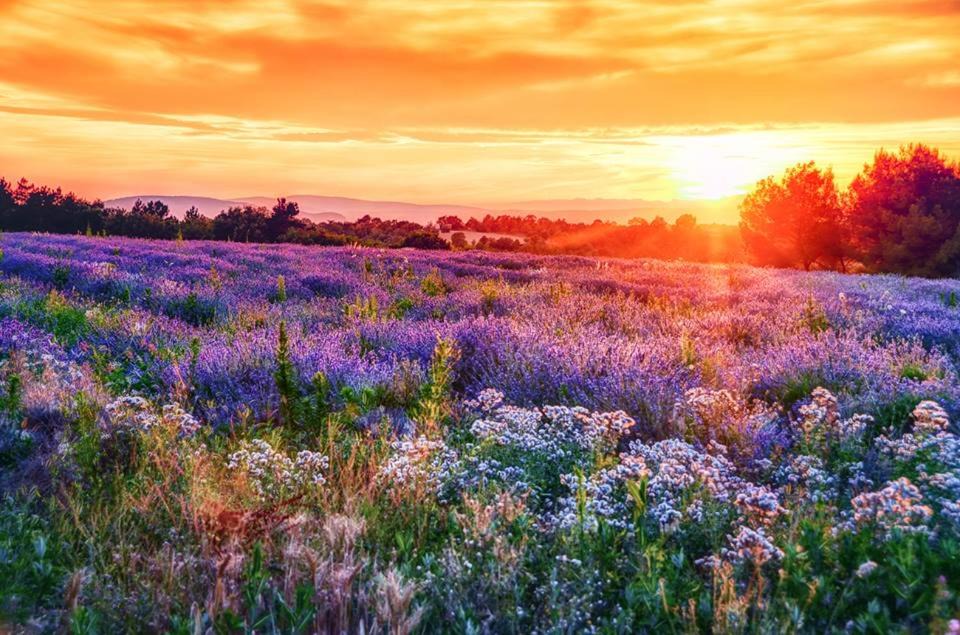 Photo of Outdoor in Coustellet