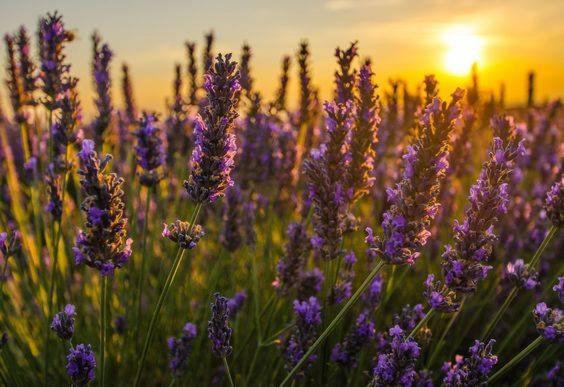 Photo of Outdoor in Coustellet