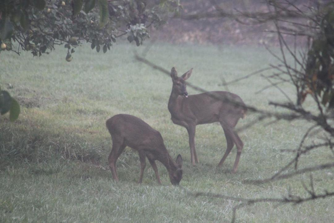 Photo of Others in Noyal-Sous-Bazouges