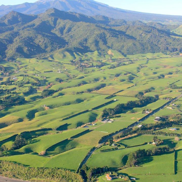 Photo of Others in Kaitake