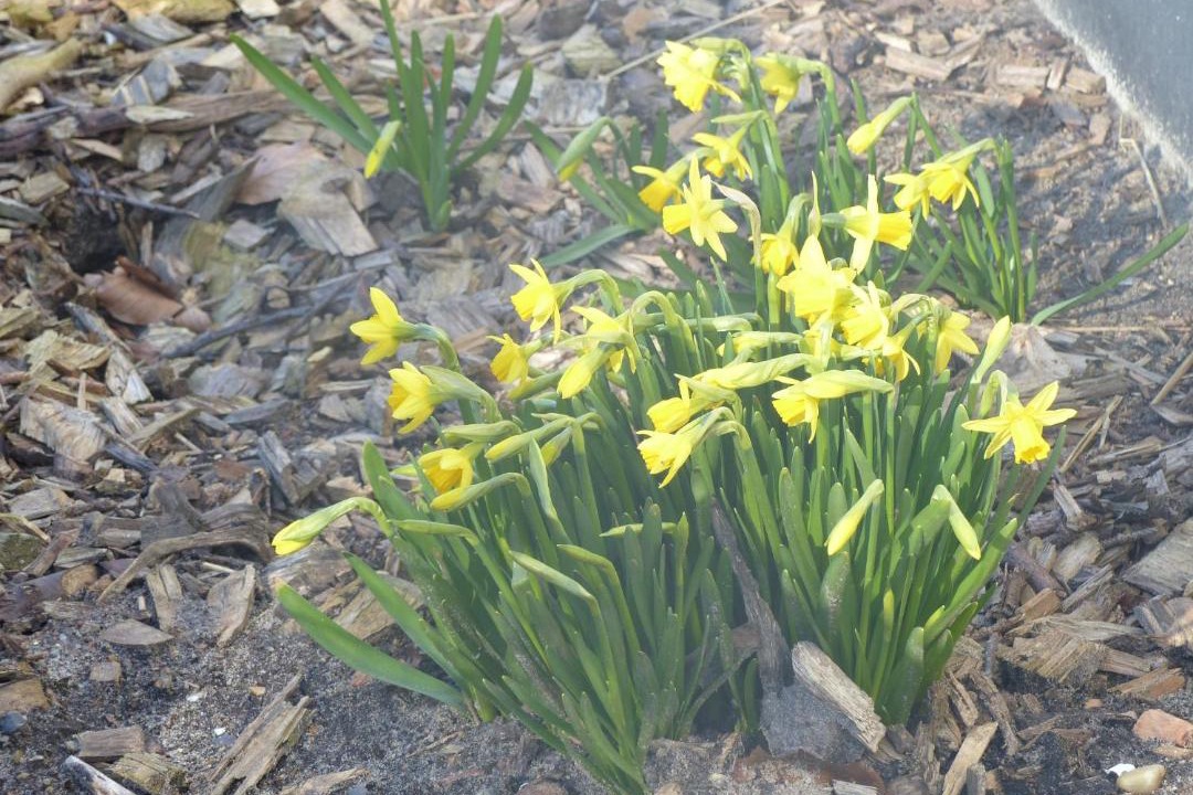 Photo of Outdoor in Tistrup