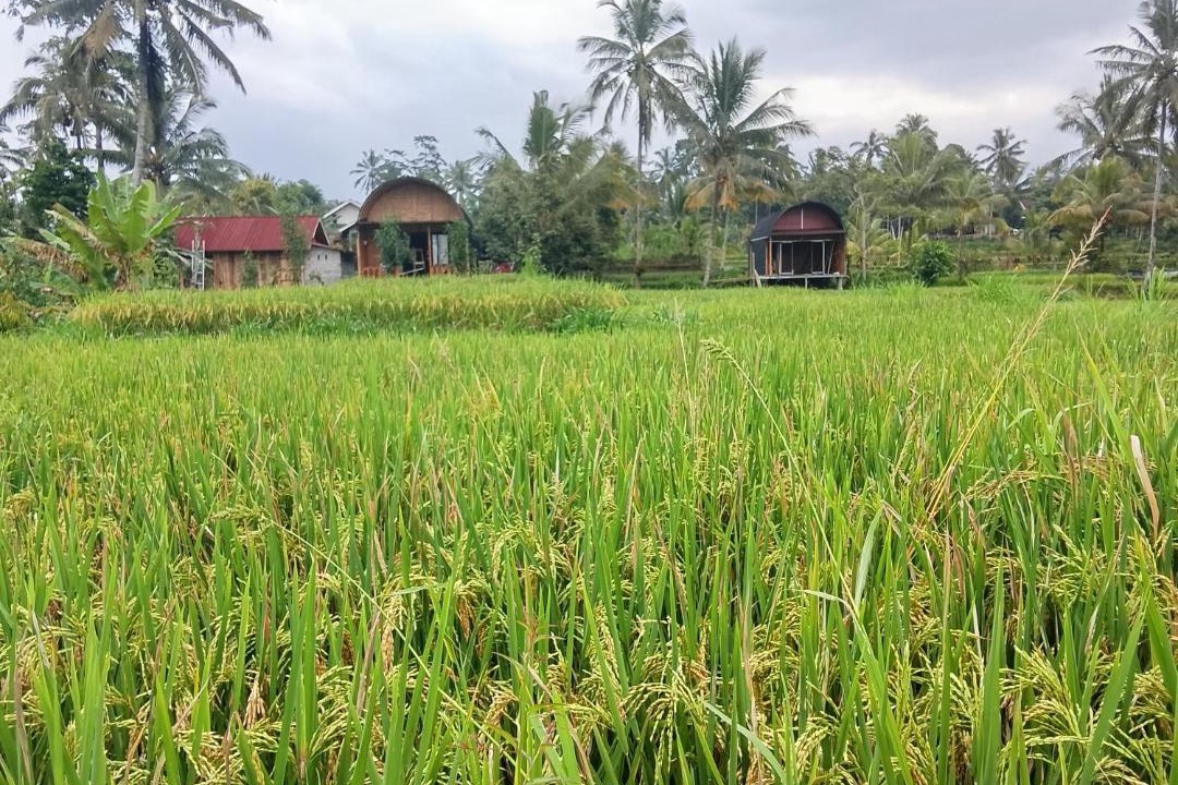 Photo of Others in Tetebatu