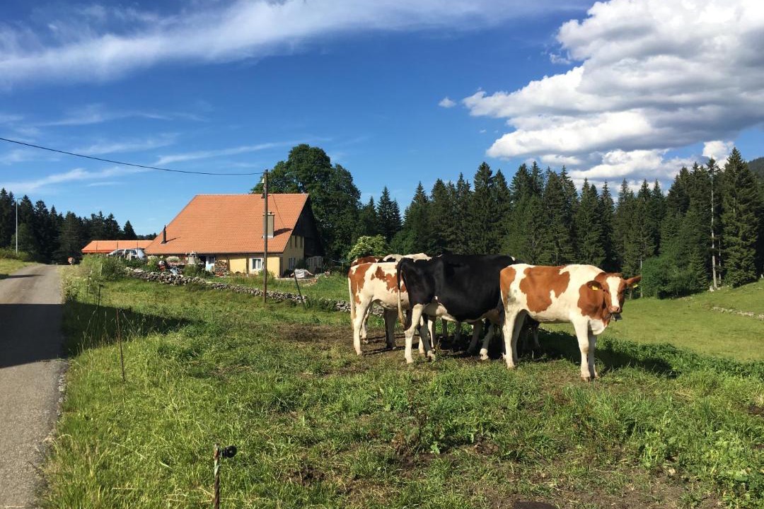 Photo of Others in La Cote-aux-Fees