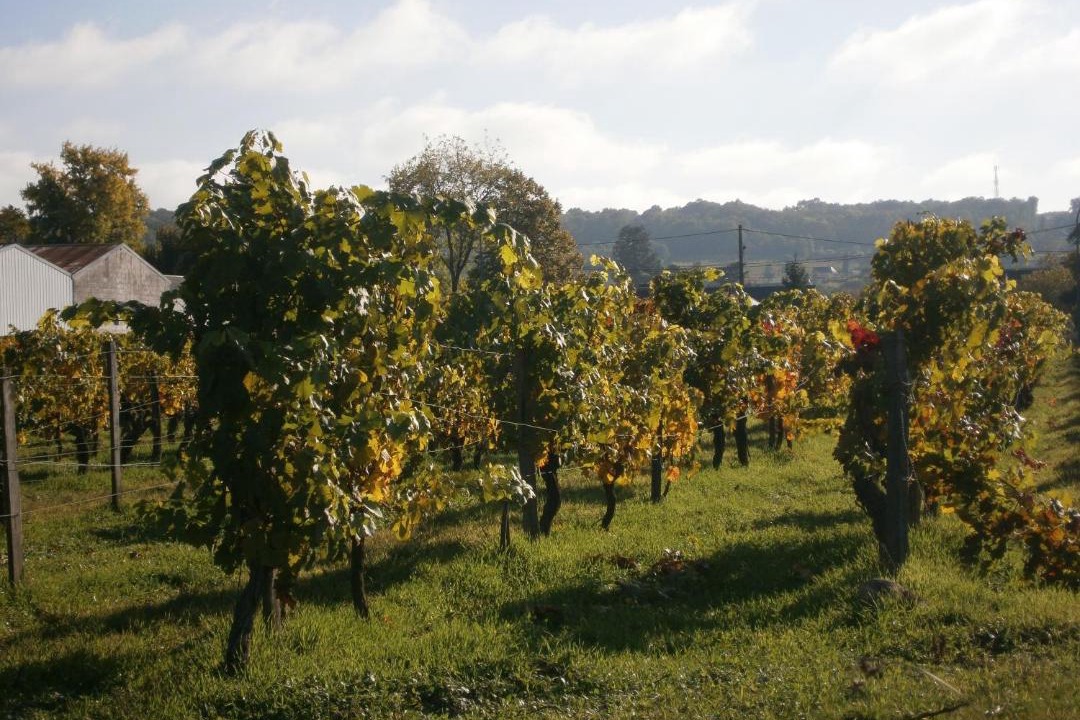 Photo of Others in Chinon