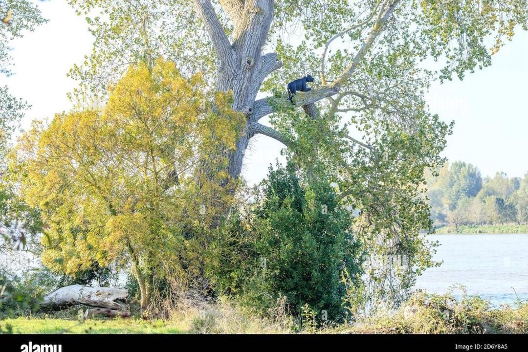 Photo of Human In Picture in Bouguenais