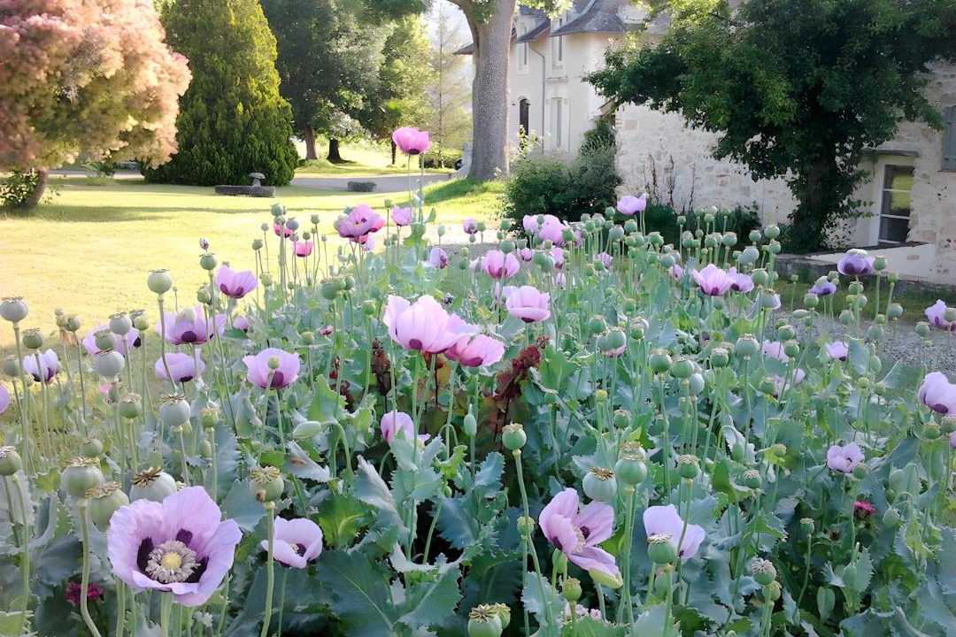 Photo of Others in Penne-d'Agenais