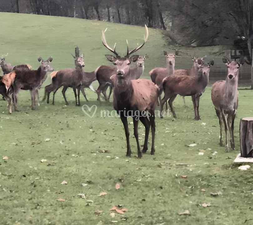 Photo of Others in Arc-en-Barrois