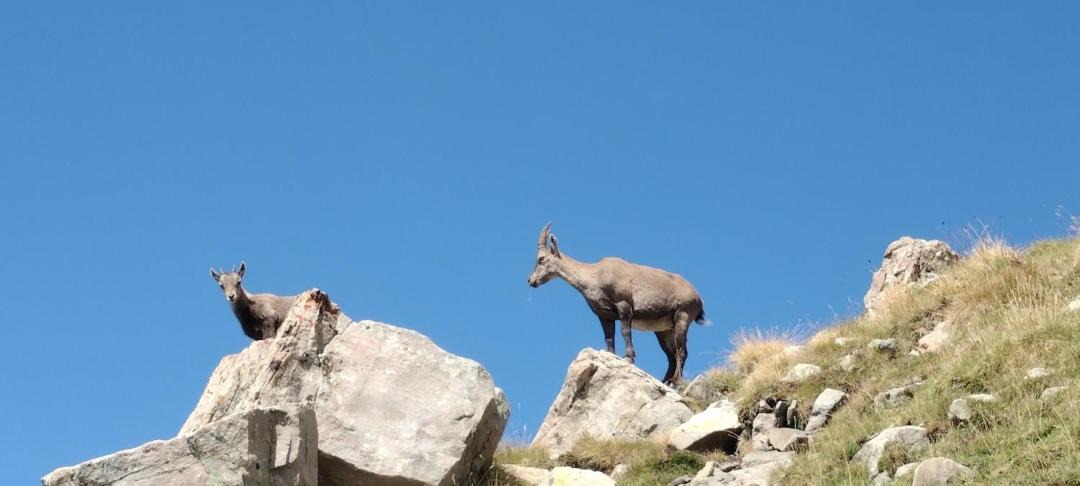 Photo of Others in Allos
