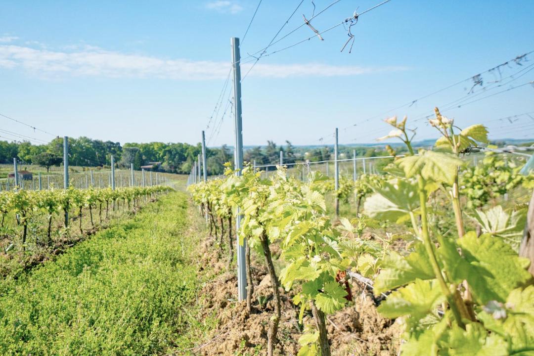 Photo of Others in Monbazillac