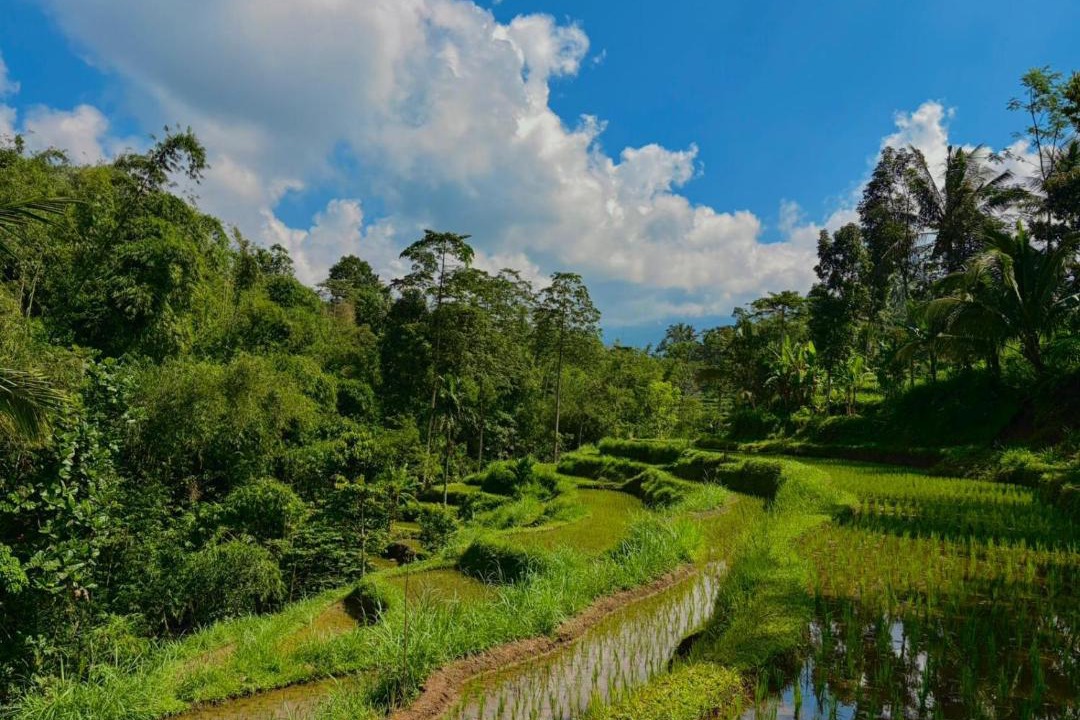 Photo of Others in Tetebatu