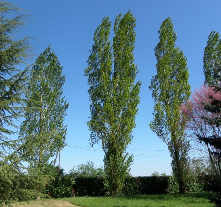 Photo of Others in Romagne