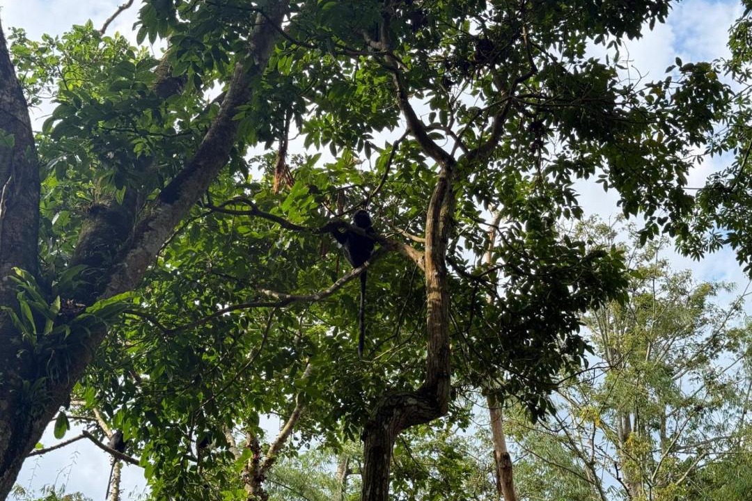 Photo of Others in Tetebatu