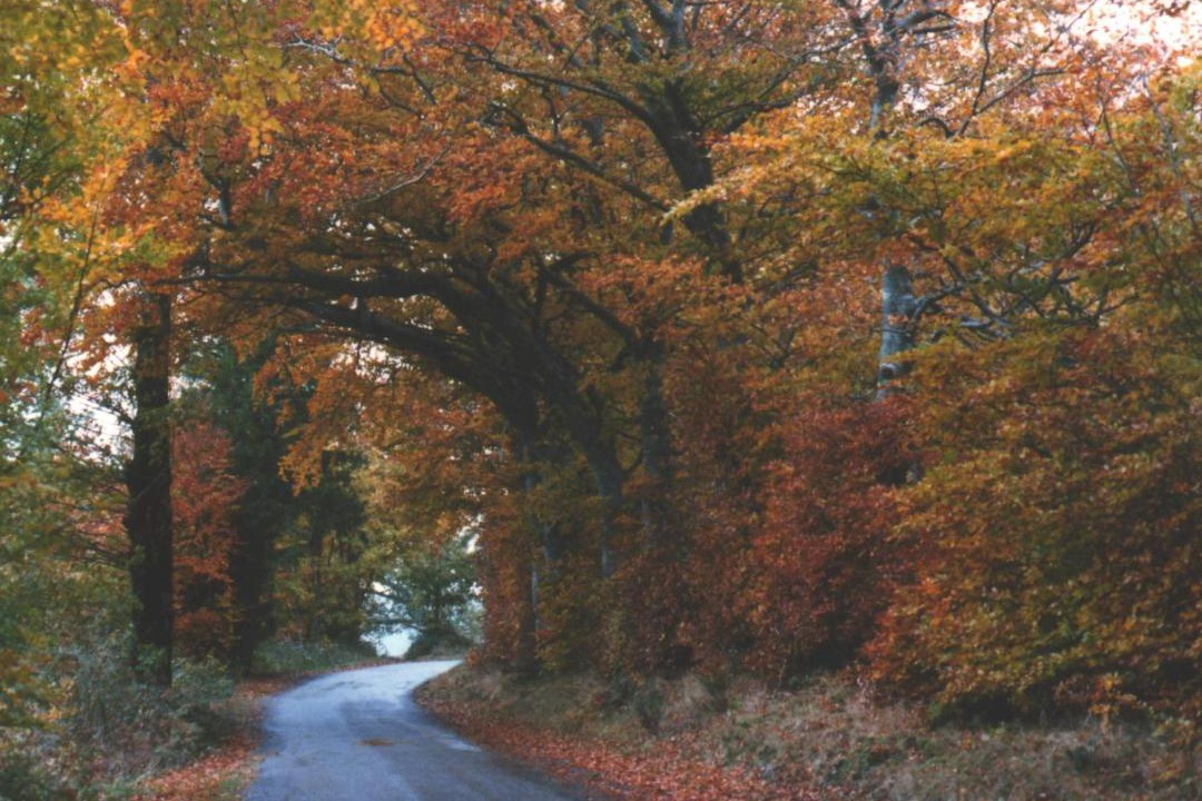 Photo of Others in Nages