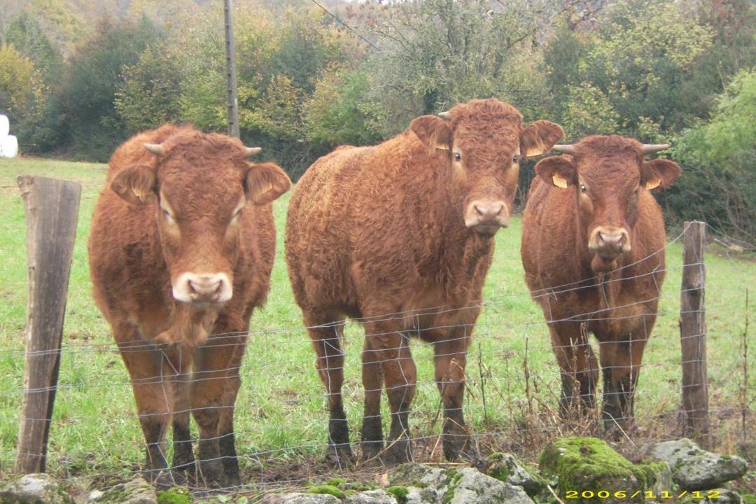 Photo of Others in Nages