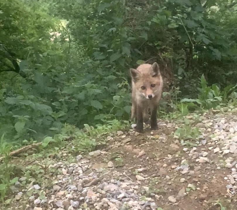 Photo of Others in Ferrieres sur Ariege