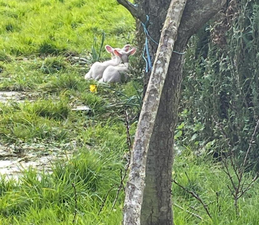 Photo of Others in Ducey-les-Cheris