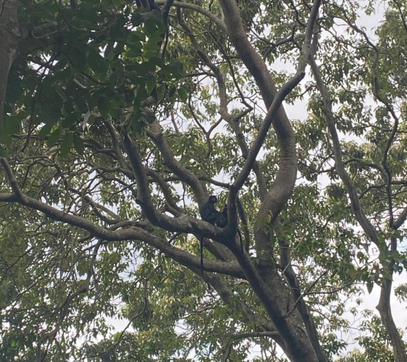 Photo of Others in Tetebatu