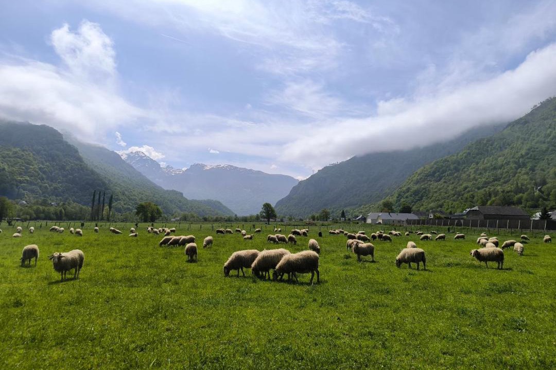 Photo of Others in Gere-Belesten