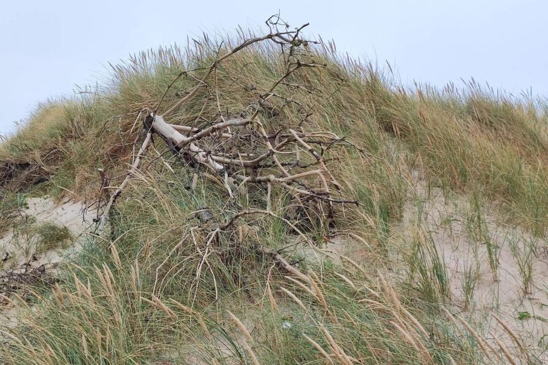 Photo of Others in Vrist Strand